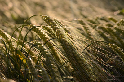 Barley plants growing on sunny day
