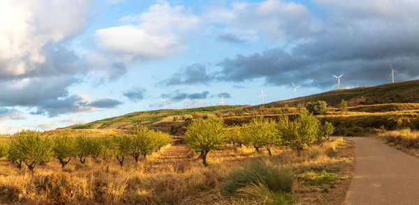 Scenic view of road amidst trees on field against sky