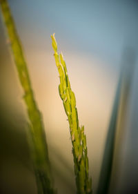 Close-up of green plant