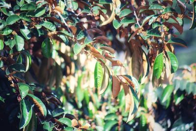 Close-up of a plant