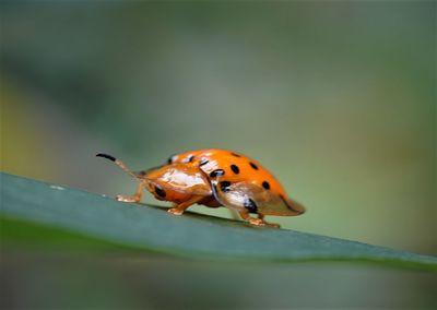 Close-up of ladybug on plant