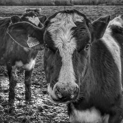 Portrait of cow on field