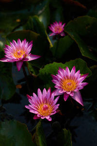 Close-up of pink water lily