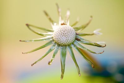 Close-up of flowers against blurred background