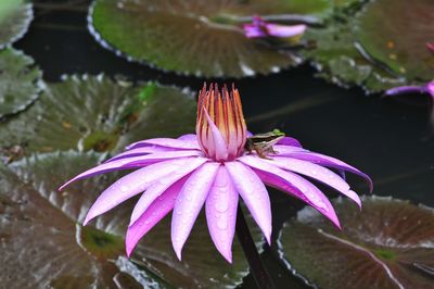 Close-up of purple flower blooming outdoors