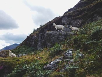 View of a sheep on rock