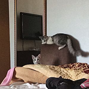 Cat sleeping on bed