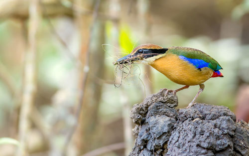 Mangrove pitta perching on rock