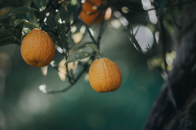 Close-up of orange fruits on tree