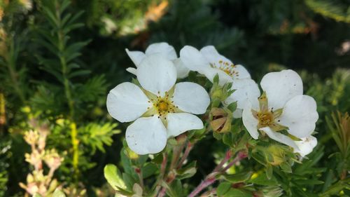 Close-up of white flowers blooming outdoors