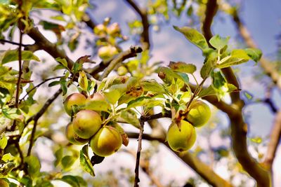 Low angle view of fruits growing on tree