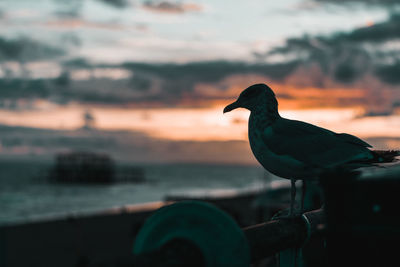 Close-up of bird perching on a rock