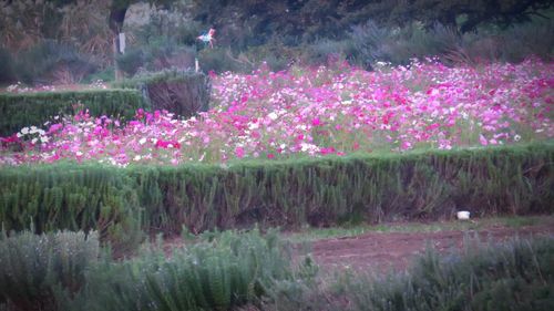 Plants growing on field