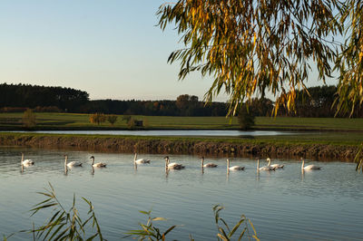 Ducks in a lake