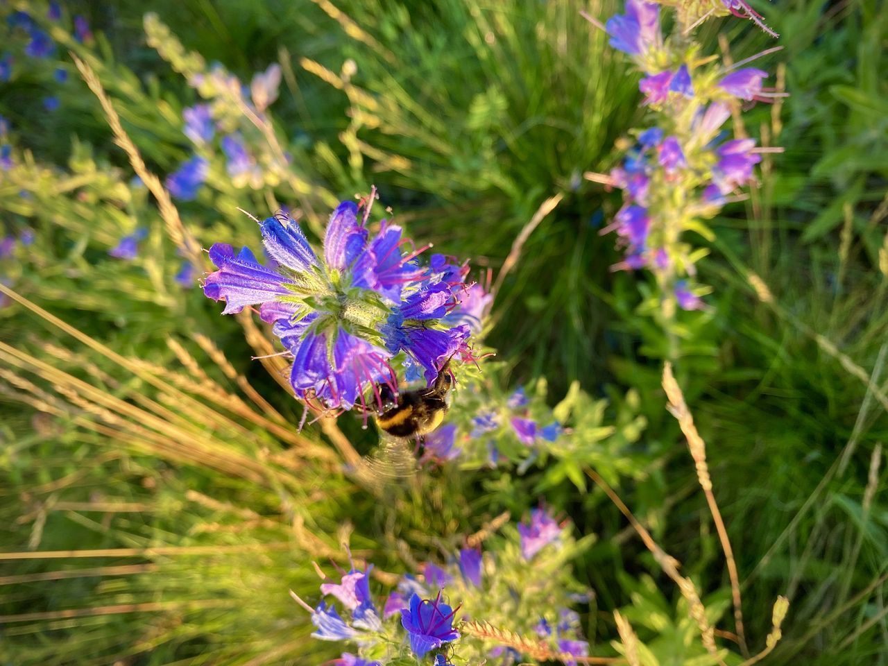 CLOSE-UP OF BEE ON PURPLE FLOWER