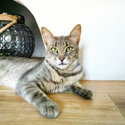 Portrait of a cat sitting on wooden floor