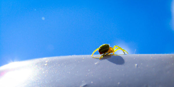 Insect on flower