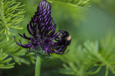 Close-up of insect on thistle