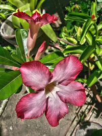 Close-up of flower blooming outdoors