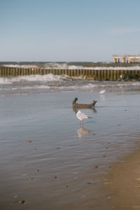 shore