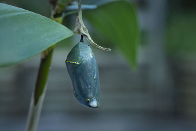 Close-up of berries hanging on plant