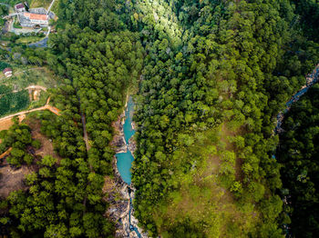 High angle view of trees and plants in forest