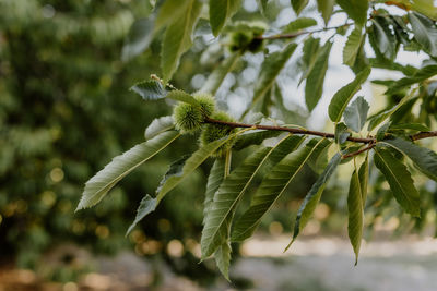 Unripe chestnut