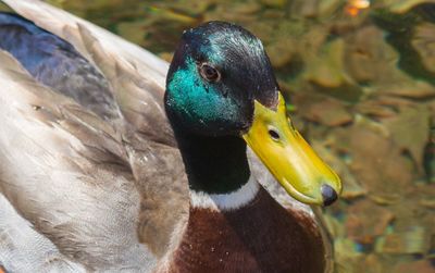 Close-up of a duck