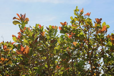 Low angle view of orange tree against sky