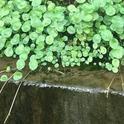 High angle view of plants growing in lake