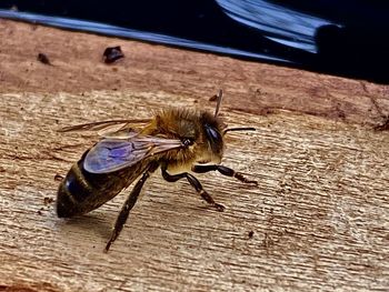 High angle view of butterfly on table