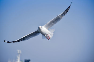 Low angle view of seagull flying