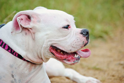 Close-up of american bulldog on field