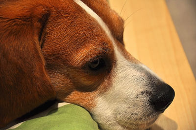 Close-up of a dog looking away