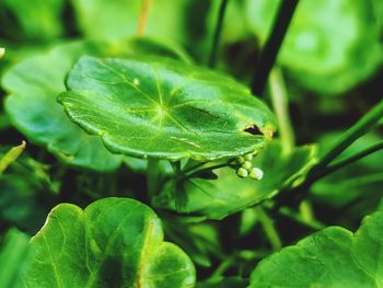 Close-up of wet leaves on land