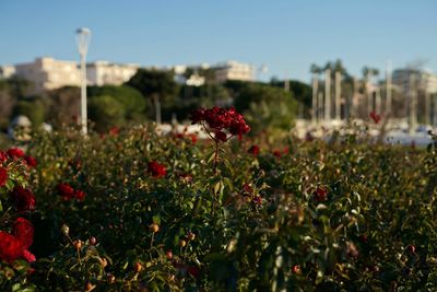 Close-up of red flowering plants on field