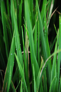 Full frame shot of wet grass on field