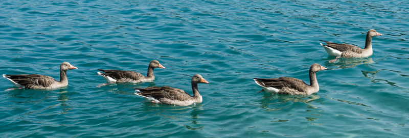 High angle view of ducks in lake