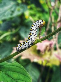Close-up of insect on leaf