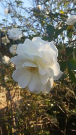 Close-up of white flower