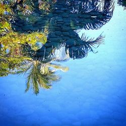 Reflection of trees in water