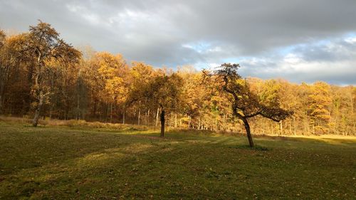 Trees on field against sky during autumn