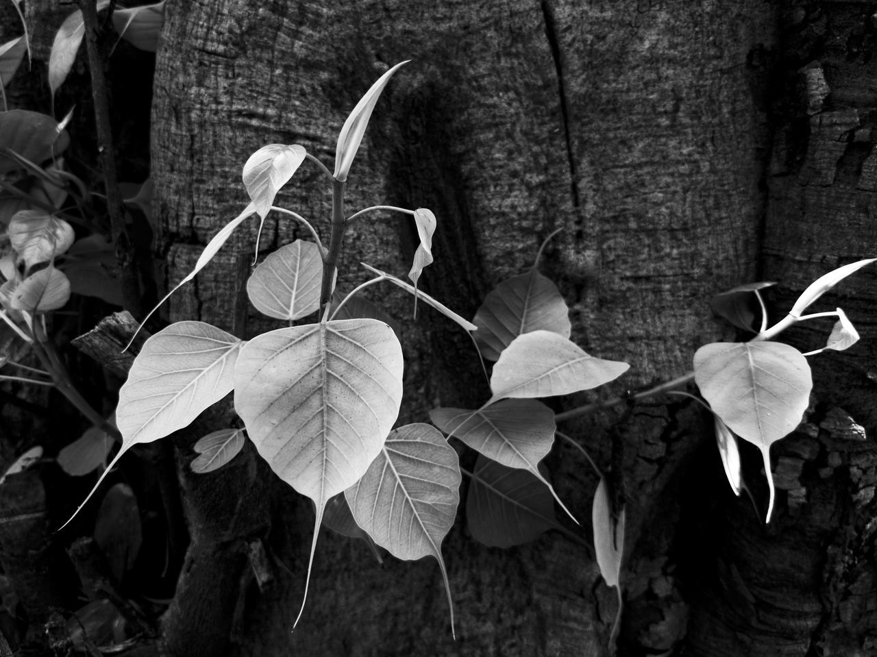 CLOSE-UP OF FLOWERING PLANT AGAINST TREE