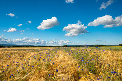 Scenic view of field against sky