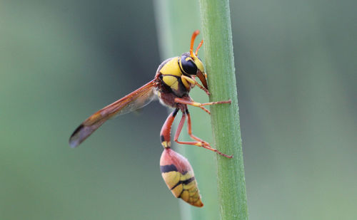 Close-up of insect on leaf