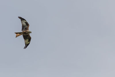 Low angle view of eagle flying against clear sky