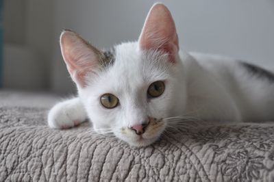 Close-up portrait of cat at home