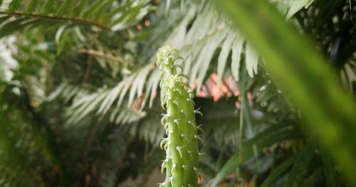 Close-up of green leaves on plant