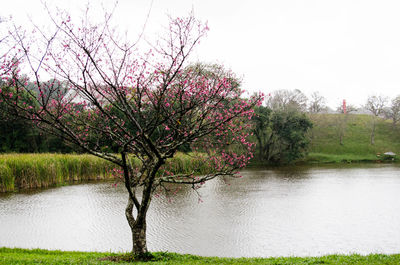 Tree by river against sky