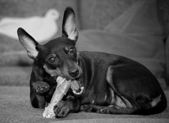 Portrait of dog relaxing outdoors
